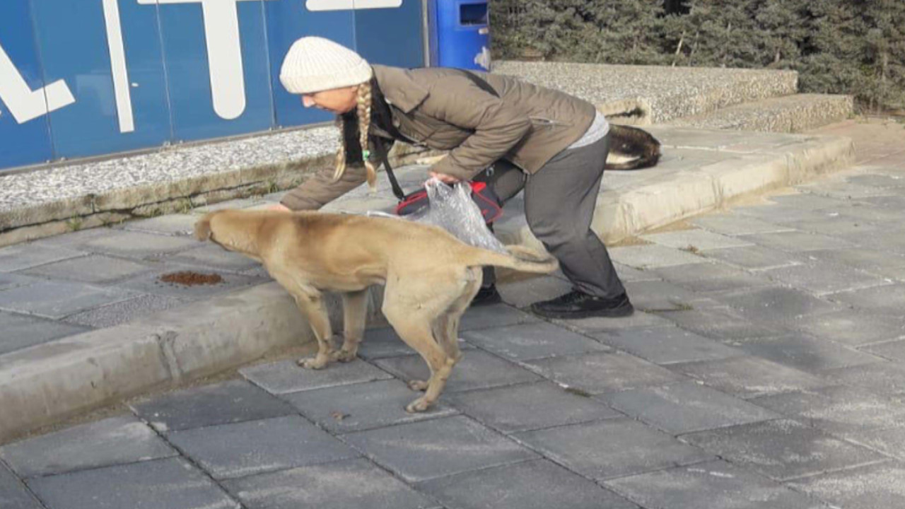 bir kedi hayatini degistirdi sokak hayvanlari icin 2 el esya satiyor 0 r28m3Vru