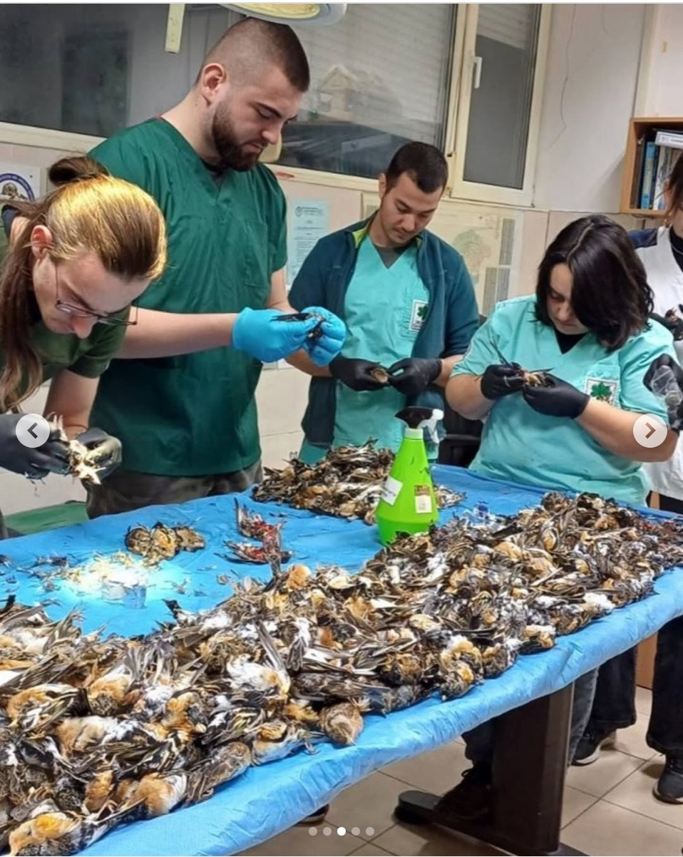 gezegenden mektuplar insanlarin eglencesi kuslarin olumu 1 tpFgRkzY