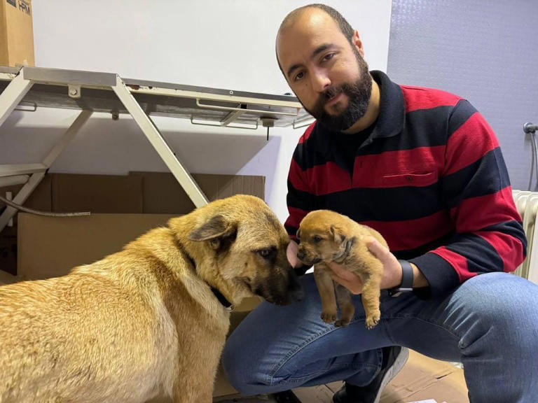 istanbulda sokak kopegi olmek uzere olan yavrusunu veterinere getirdi o anlar kamerada 0 mEgsA7pM