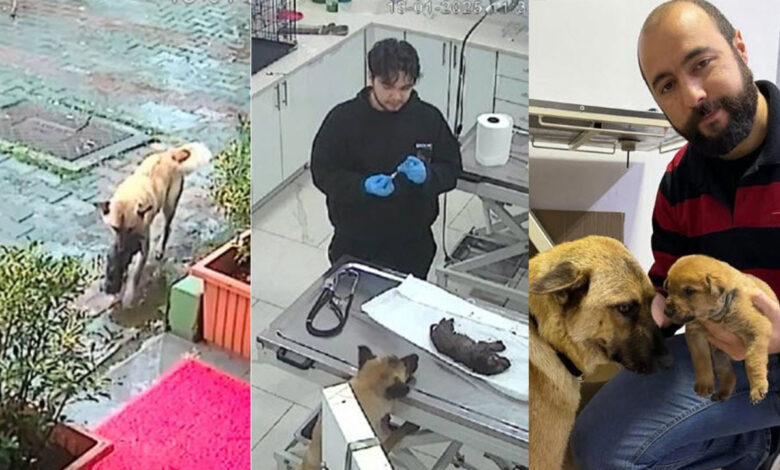 istanbulda sokak kopegi olmek uzere olan yavrusunu veterinere getirdi o anlar kamerada Fu1mA77b