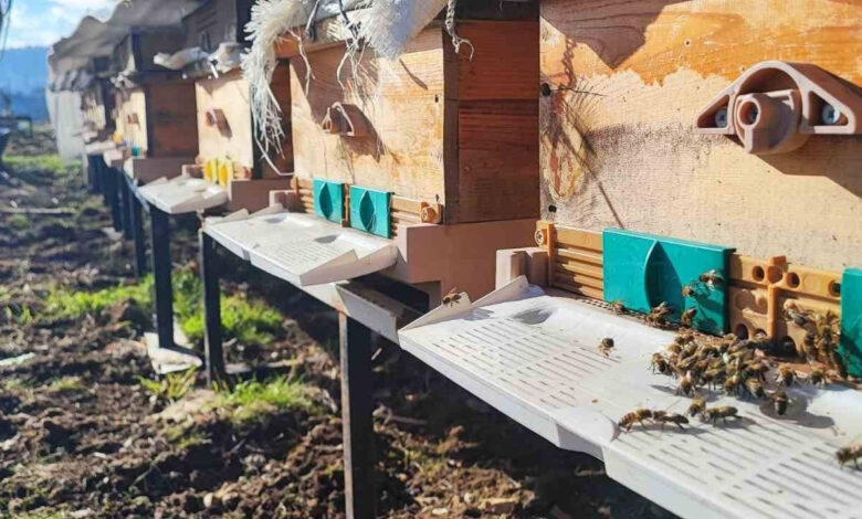 konyada arilar polen getirmeye basladi iyi bir durum degil JjPyhR5n