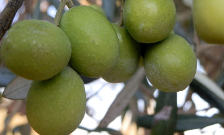 turkiyede zeytin agaci sayisi 200 milyonun uzerine cikti NiccED2H