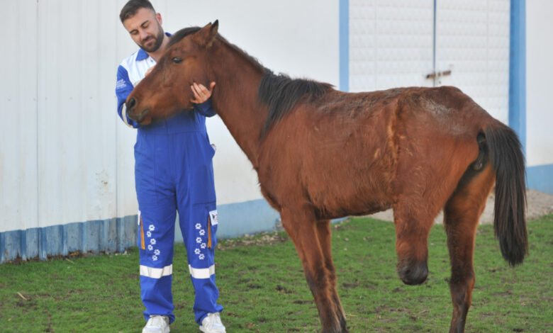 uyutulmasi planlanan at sahiplenildi bacagi ampute edildi JAVU3wxR