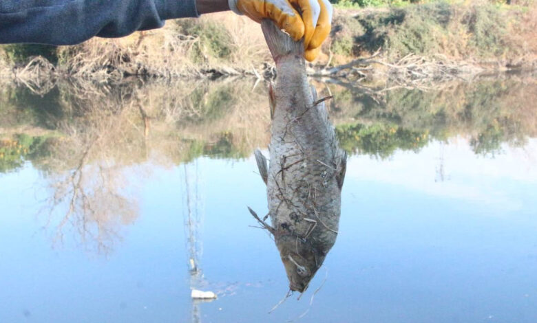 ceyhan nehri kopurdu baliklar oldu x3cVSBEA