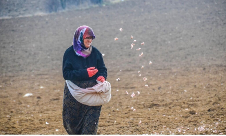 taskopru sarimsaginda ekim basladi hasat temmuzda yapilacak 4 bin ailenin gecimini sagliyor W9MhiLWc