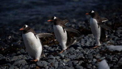 arastirma penguenlerde bosanma orani insanlardan yuksekmis yV9cYp7i