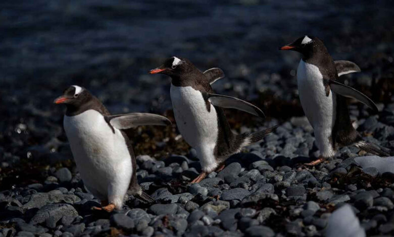 arastirma penguenlerde bosanma orani insanlardan yuksekmis yV9cYp7i