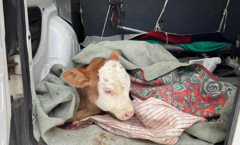 Kars'ta hasta buzağıyı iyileşsin diye veterinere götürdü 1 karsta hasta buzagiyi iyilessin diye veterinere goturdu CPtkQZka