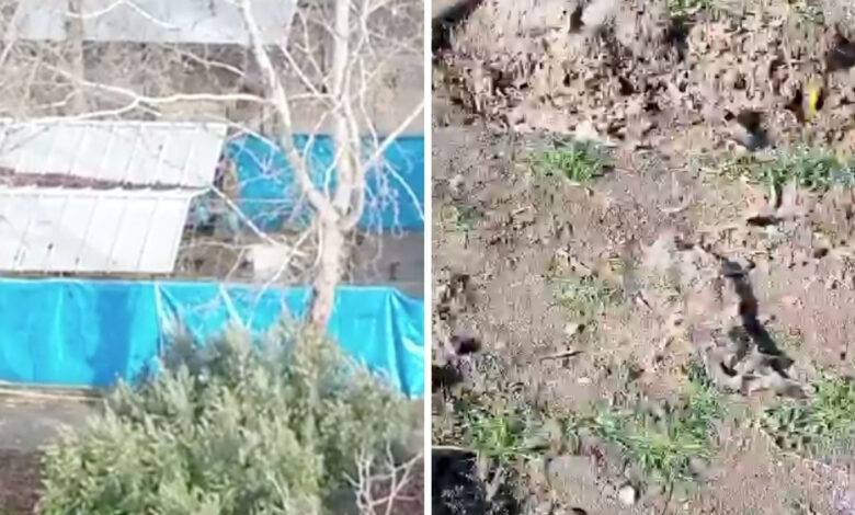 Osmaniye'de barınakta köpek ölümleri: 4 kişinin görev yeri değiştirildi 1 osmaniyede barinakta kopek olumleri 4 kisinin gorev yeri degistirildi xKebCUUN
