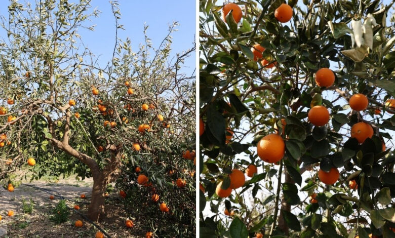Adana'da tescilli portakalı don vurdu, 15 bin fidan kurumaya başladı 1 adanada tescilli portakali don vurdu 15 bin fidan kurumaya basladi pTlWsw52