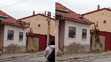 afyonda evin catisindan dusen kizil geyik oldu s5wdIBaZ