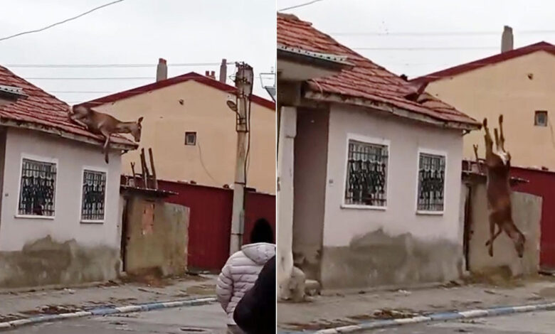 Afyon'da evin çatısından düşen kızıl geyik öldü 1 afyonda evin catisindan dusen kizil geyik oldu s5wdIBaZ