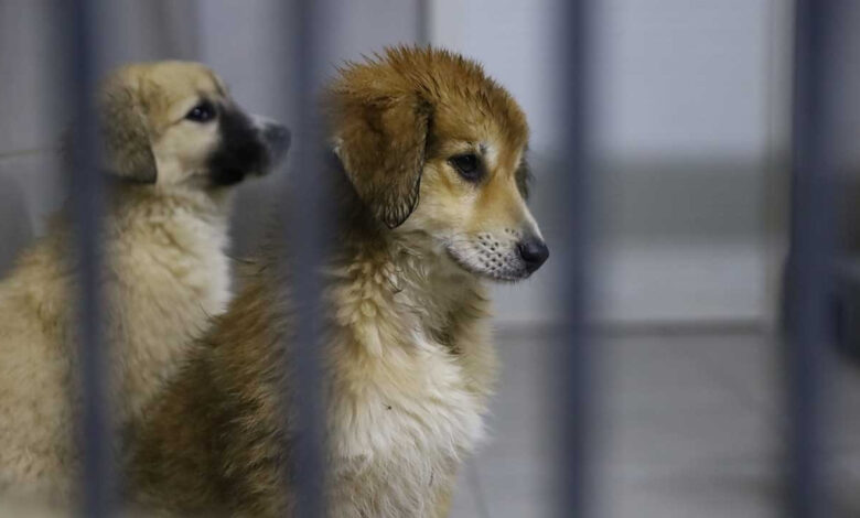 Ankara'da yeni kararlar: Sahipsiz hayvanlar toplanacak, apartmanda yaşayanlar 1 kedi ve 1 köpek sahiplenebilecek 1 ankarada yeni kararlar sahipsiz hayvanlar toplanacak apartmanda yasayanlar 1 kedi ve 1 kopek sahiplenebilecek mBjwbxFL
