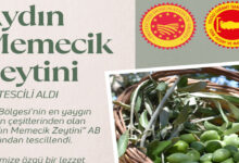 aydin memecik zeytinine ab tescili Zt8JQLxV