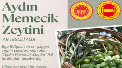 aydin memecik zeytinine ab tescili Zt8JQLxV