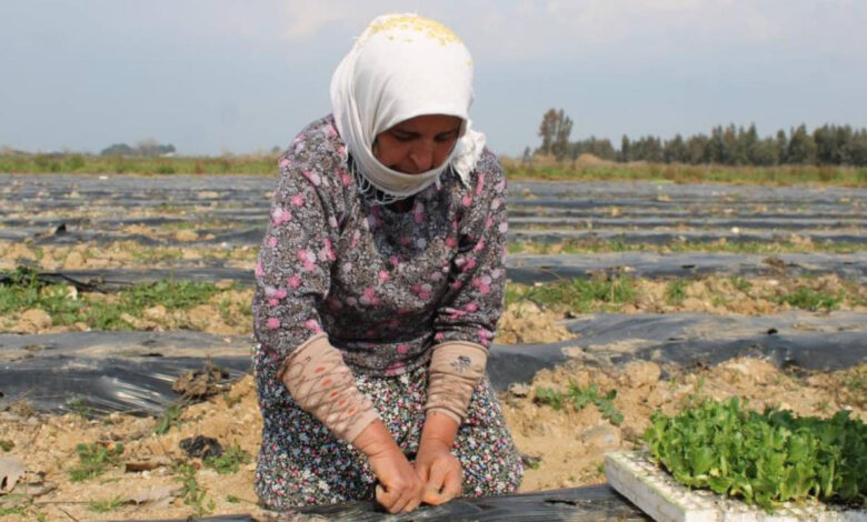 Aydın’da yaz marulu üretimi başladı 1 aydinda yaz marulu uretimi basladi sa51DiSY