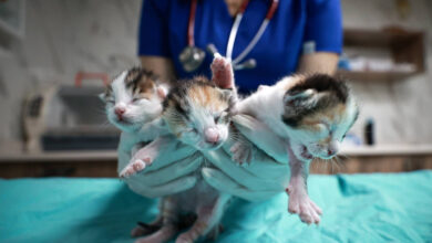 camide dogum yapan kedi ile 3 yavrusu koruma altina alindi 8rdjHE8H
