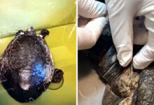 dalyan kanalinda yarali caretta caretta bulundu TIJa7Q9g