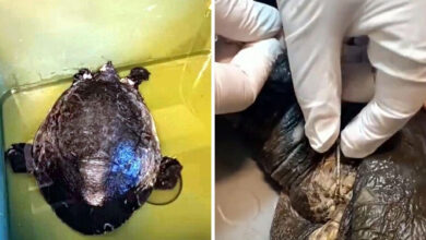 dalyan kanalinda yarali caretta caretta bulundu TIJa7Q9g