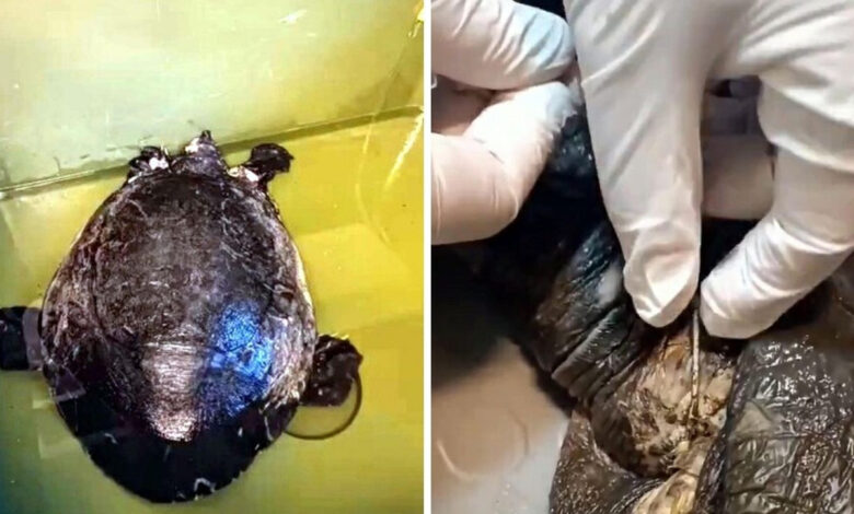 Dalyan Kanalı'nda yaralı caretta caretta bulundu 1 dalyan kanalinda yarali caretta caretta bulundu TIJa7Q9g