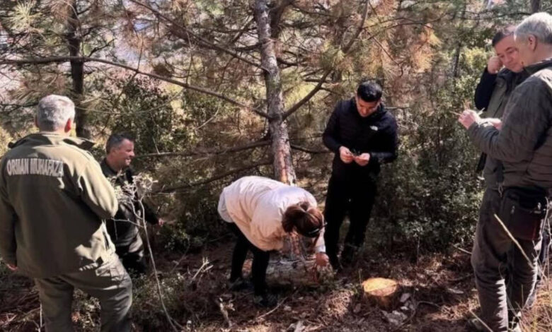 Denizli'de karaçamlar kurudu: İnceleme yapılıyor 1 denizlide karacamlar kurudu inceleme yapiliyor aDXHTF7w