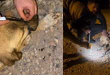 diyarbakirda agzi baglanan kopegi polis ve vatandaslar kurtardi Op6ONCxz