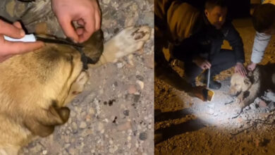 diyarbakirda agzi baglanan kopegi polis ve vatandaslar kurtardi Op6ONCxz