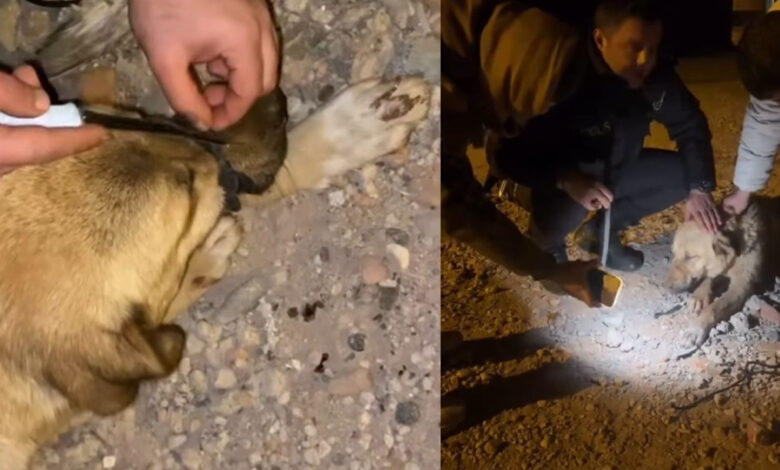 Diyarbakır’da ağzı bağlanan köpeği, polis ve vatandaşlar kurtardı 1 diyarbakirda agzi baglanan kopegi polis ve vatandaslar kurtardi Op6ONCxz