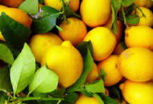 dubaiye gonderilen tonlarca limon geri cevrildi imha edildi OXWSxUyz