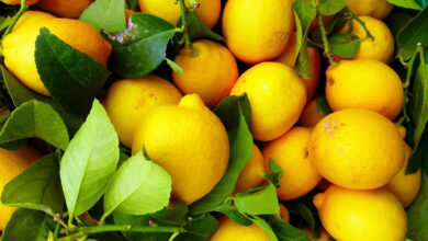 dubaiye gonderilen tonlarca limon geri cevrildi imha edildi OXWSxUyz