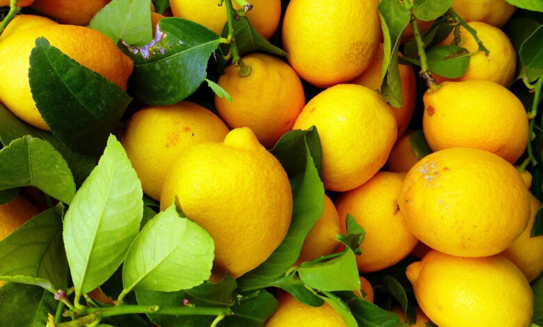Dubai'ye gönderilen tonlarca limon geri çevrildi: İmha edildi 1 dubaiye gonderilen tonlarca limon geri cevrildi imha edildi OXWSxUyz