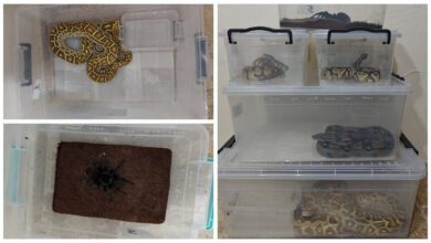 egzotik hayvan kacakciligi operasyonu 4 yilan ve 1 tarantulaya el konuldu 87qqg4rL