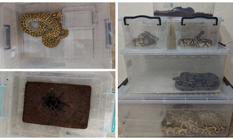Egzotik hayvan kaçakçılığı operasyonu: 4 yılan ve 1 tarantulaya el konuldu 1 egzotik hayvan kacakciligi operasyonu 4 yilan ve 1 tarantulaya el konuldu 87qqg4rL