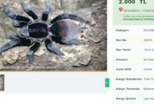 internette yasa disi tarantula satisi cezasi 60 bin lira aBcbCuta