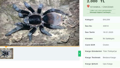 internette yasa disi tarantula satisi cezasi 60 bin lira aBcbCuta