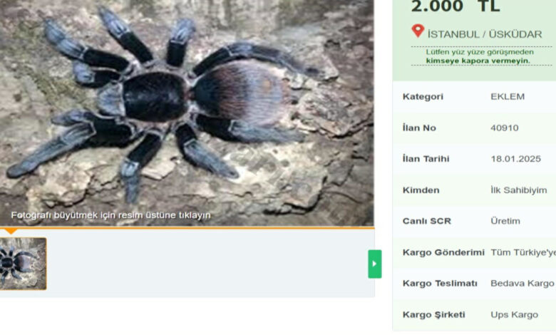 İnternette yasa dışı tarantula satışı: Cezası 60 bin lira 1 internette yasa disi tarantula satisi cezasi 60 bin lira aBcbCuta