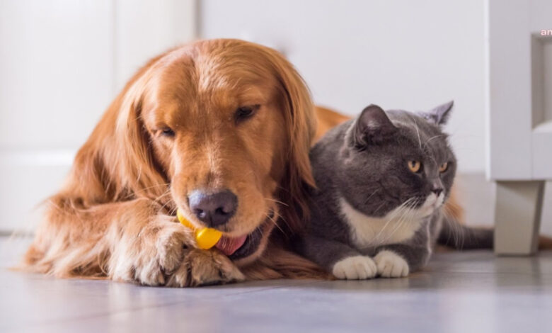 Kimliklendirme süresi uzatıldı: Kedi ve köpek sahipleri için yeni yükümlülükler 1 kimliklendirme suresi uzatildi kedi ve kopek sahipleri icin yeni yukumlulukler z4DYmRpb