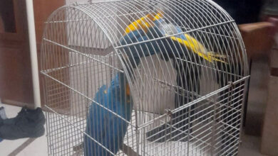 macaw papagani satan kisiye 617 bin lira ceza satin alana sorusturma 59gzjNjc