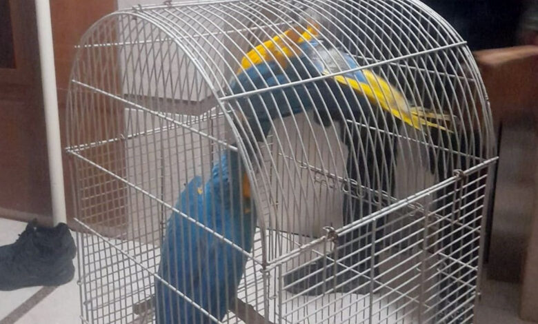 Macaw papağanı satan kişiye 617 bin lira ceza, satın alana soruşturma 1 macaw papagani satan kisiye 617 bin lira ceza satin alana sorusturma 59gzjNjc
