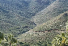 marmaris 3 yil onceki yanginin yaralarini sariyor fidanlar boy atti mT7JwKP3