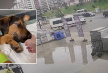minibusuyle kopegi ezip kacti guvenlik kamerasi kaydetti AZAxmx1k
