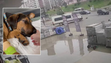 minibusuyle kopegi ezip kacti guvenlik kamerasi kaydetti AZAxmx1k