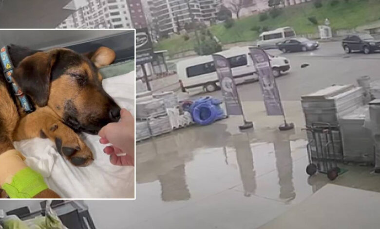 Minibüsüyle köpeği ezip kaçtı: Güvenlik kamerası kaydetti 1 minibusuyle kopegi ezip kacti guvenlik kamerasi kaydetti AZAxmx1k