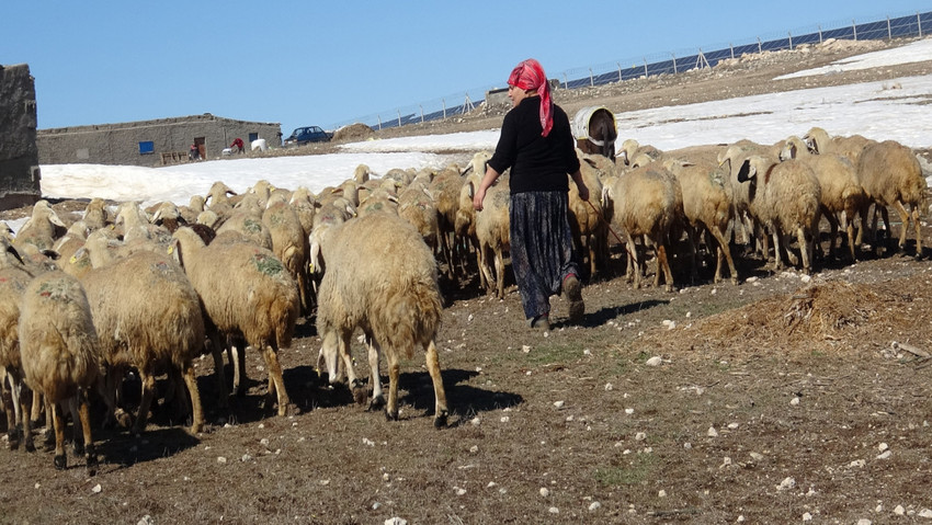 sehir merkezinde yasarken koye yerlesip coban oldu 0 ESeLl59s