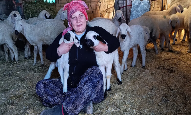 sehir merkezinde yasarken koye yerlesip coban oldu Uxb3LRHh