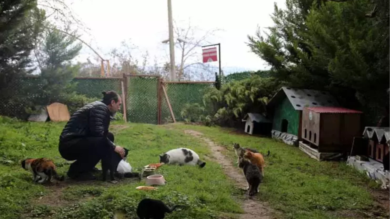 trabzondaki kedi koyu buyuyor destek gerekiyor 0 BtjjAimi