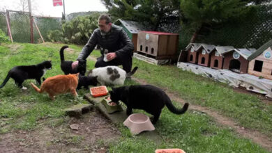 trabzondaki kedi koyu buyuyor destek gerekiyor pIQMZjQb