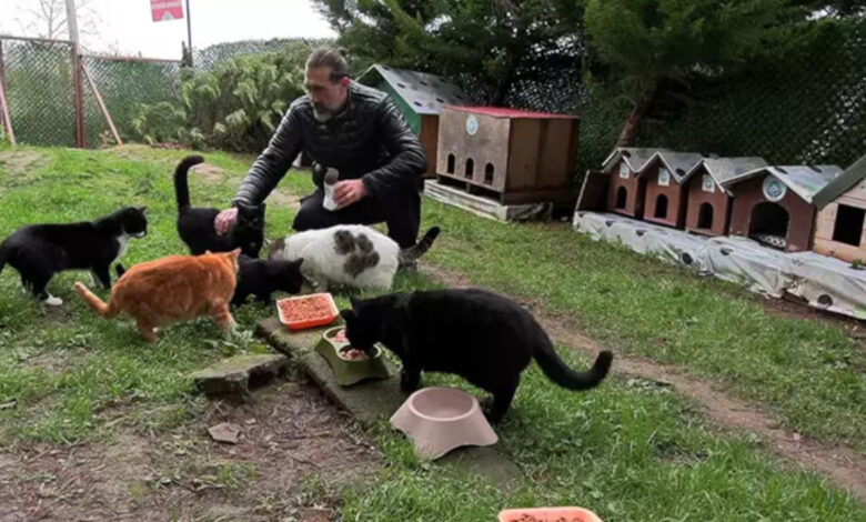Trabzon'daki 'Kedi Köyü' büyüyor: 'Destek gerekiyor' 1 trabzondaki kedi koyu buyuyor destek gerekiyor pIQMZjQb