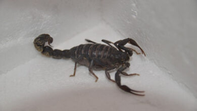 yeni bir akrep kesfedildi scorpio karakurdi eCOnhLS3