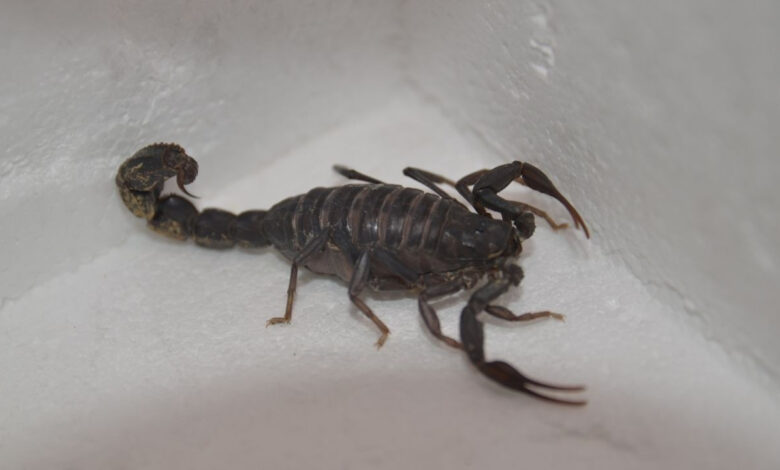 Yeni bir akrep keşfedildi: Scorpio Karakurdi 1 yeni bir akrep kesfedildi scorpio karakurdi eCOnhLS3